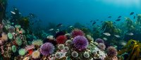 Vibrant underwater coral reef ecosystem with colorful sea anemones, tropical fish and marine life in crystal clear blue ocean waters for diving tourism.