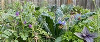 Lush organic vegetable garden with purple flowering plants, leafy greens and herbs growing in natural outdoor setting for sustainable farming.