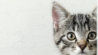 Adorable tabby kitten with striking green eyes and striped fur pattern on clean white background, isolated for pet care and animal lover designs.
