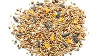 Mixed bird seed blend with sunflower seeds, millet and grains scattered on white background for pet food packaging and wildlife feeding concepts.