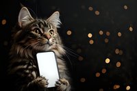 Adorable tabby kitten holding smartphone with blank white screen against dark background with golden bokeh lights for holiday technology concepts.
