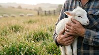 Farmer holding young white lamb in arms while standing in green pasture field, agricultural livestock care and rural farming.