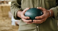 Farmer holding large dark green emu egg in hands, wearing khaki shirt. Agricultural produce and livestock farming concept for poultry business and rural industry.