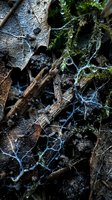 Frozen autumn leaves covered with delicate ice crystals and moss create natural winter texture on forest floor after first frost morning.