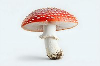 Vibrant red Amanita muscaria mushroom with white spots isolated on white background, showcasing detailed cap and stem structure.