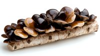 Fresh wood ear mushrooms growing on birch log, dark brown and beige fungi cluster on natural tree bark, close up view on white background.