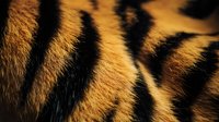 Close-up of tiger fur texture showing distinctive orange and black stripes, highlighting natural pattern and texture for wildlife and nature design projects.