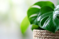 Monstera deliciosa leaf in woven basket against soft blurred background, fresh tropical houseplant with glossy green foliage for home decor and interior design.