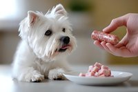 White West Highland Terrier puppy looking at raw meat being offered from plate, selective focus on dog face showing anticipation and interest in fresh food portion.