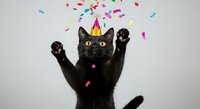 Black cat wearing golden crown with paws raised celebrating, surrounded by colorful confetti on white background. Perfect for party, birthday, and festive design projects.