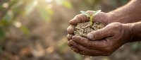 Hands gently protecting young green plant seedling growing from rich soil, symbolizing environmental care, growth, and sustainable agriculture practices.