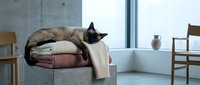 Black cat resting on folded blankets and textiles in modern minimalist interior with wooden chairs and concrete walls.
