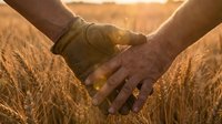 Two hands joining together in golden wheat field at sunset symbolizing partnership, teamwork and agricultural cooperation in farming community.