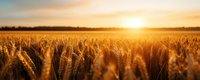 Golden wheat field at sunset with warm sunlight creating dramatic agricultural landscape for farming and harvest concepts.