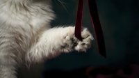 White fluffy cat with paws gripping burgundy ribbon against dark background, playful pet behavior and interaction concept for animal care and feline lifestyle content.