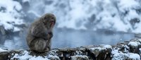 Japanese macaque monkey sitting on snowy rocks near hot spring water in winter mountain landscape with steam and cold weather conditions.