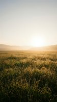 Golden wheat field at sunrise with misty mountains in the distance, ideal for agricultural, harvest, and rural landscape projects.