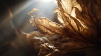 Dried flower petals and leaves backlit by golden sunlight, creating translucent amber tones and dramatic shadows. Suitable for wellness, botanical, and nature-themed designs.
