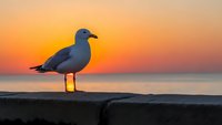 Seagull standing on concrete wall during golden hour sunset over calm ocean water with vibrant orange and pink sky colors creating peaceful coastal scene.