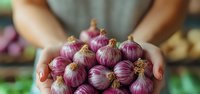 Female hands holding fresh purple garlic bulbs, showcasing organic produce against wooden background. Healthy cooking ingredients and farm harvest.