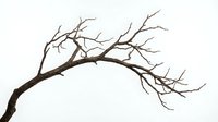 Bare tree branch with intricate twigs isolated on white background for nature design projects and seasonal artwork applications.