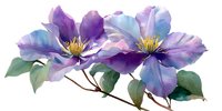Watercolor purple clematis flowers with green leaves on branch isolated on transparent background for floral design projects and botanical artwork.