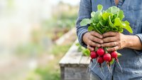Farmer holding fresh red radishes with green leafy tops in hands at harvest time in vegetable garden.