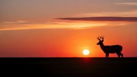 Majestic deer silhouette standing on horizon against vibrant orange sunset sky. Wildlife nature scene perfect for outdoor adventure and hunting themes.