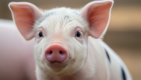 Adorable young pig with pink ears and snout looking directly at camera in farm setting for agricultural and livestock content.