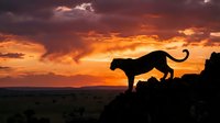 Leopard silhouette on rocky outcrop against dramatic orange sunset sky. Wild cat predator in natural habitat during golden hour for wildlife photography.