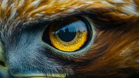 Extreme close-up of golden eagle eye with amber iris and city skyline reflection, showcasing detailed feather texture and predator vision.