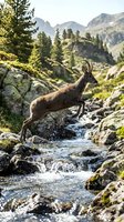 Wild chamois goat leaping across mountain stream in alpine landscape with evergreen forest and rocky peaks in natural habitat during golden hour lighting.