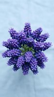 Purple grape hyacinth flower cluster blooming in spring garden with soft blue sky background for nature photography and botanical designs.