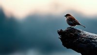 Small sparrow perched on weathered branch against soft blurred mountain landscape background during golden hour light for nature wildlife photography.