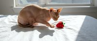 Hairless sphynx cat sitting on white bed with red rose in sunny bedroom interior for romantic pet photography and Valentine's Day concepts.
