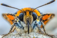 Extreme macro portrait of orange and black butterfly head with detailed compound eyes, antennae, and proboscis showing intricate insect anatomy on light background.