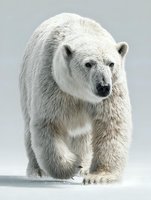 Majestic polar bear walking forward on ice with thick white fur coat against neutral background for wildlife and Arctic nature projects.