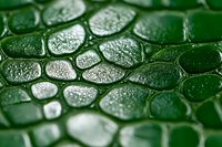 Green leaf surface with water droplets showing natural texture and moisture after rain creating organic pattern with dewdrops on plant foliage.