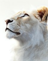 Majestic lioness profile gazing upward with golden mane against soft neutral background for wildlife and nature projects.