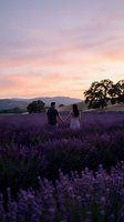 Couple holding hands walking through blooming lavender field at sunset with mountains in background. Romantic outdoor engagement or anniversary celebration in nature.