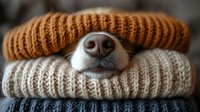 Dog nose peeking through stack of cozy knitted sweaters in warm autumn colors. Perfect for pet care, winter fashion and comfort concepts.