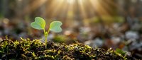 Young green seedling sprouting from rich dark soil with warm golden sunlight rays creating bokeh background for growth and nature concepts.