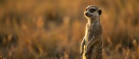 Meerkat standing alert in golden savanna grassland during sunset with warm bokeh background creating natural wildlife scene for nature photography projects.