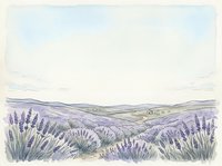 Lavender field landscape with rolling hills and distant farmland under soft sky, suitable for travel, agriculture, and nature-themed designs.