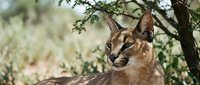 Wild caracal cat resting under tree branches in natural habitat with alert expression and distinctive tufted ears in outdoor wildlife setting.