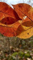 Vibrant autumn leaves displaying rich orange and yellow colors with detailed texture and natural aging spots creating seasonal fall foliage composition.