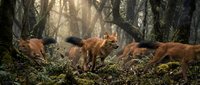 Red fox family with cubs playing in misty forest clearing during golden hour sunlight filtering through trees creating magical woodland atmosphere.