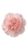 Single pink carnation flower with ruffled petals isolated on white background for wedding invitations and floral design projects.