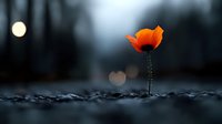 Single orange poppy flower blooming through cracked asphalt pavement in urban environment with soft bokeh background lighting effects for hope concepts.