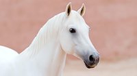Elegant white Arabian horse with distinctive profile against soft pink background, showcasing noble features and alert expression.